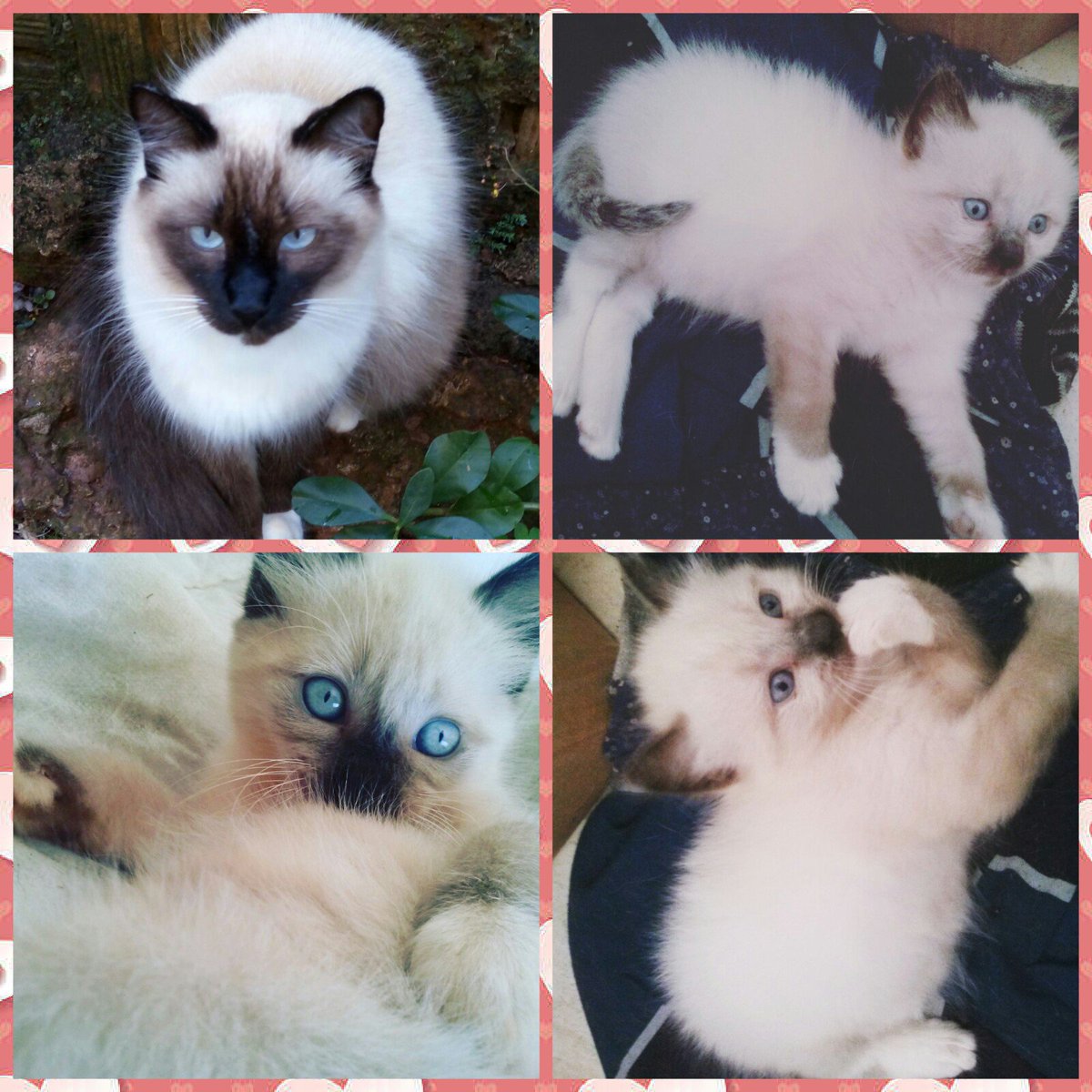 Yooheinyan_'s tweet image. Minha FiLhota... Dois anos no meu ❤ #Pixu 
🐱😽😻 #BTSARMY #iHeartAwards #BestFanArmy @BTS_twt