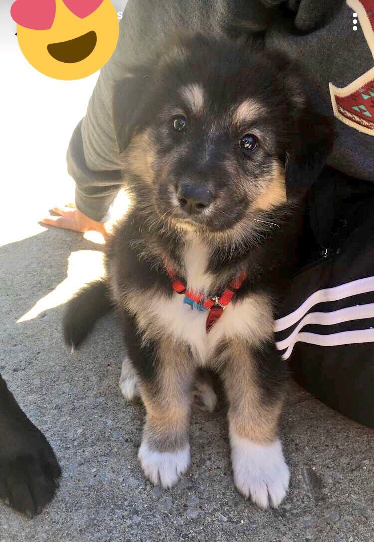 annaaaa_22's tweet photo. I want everyone to meet this baby boy, Scout! 😘❤️ https://t.co/pgGNd0Ao5a
