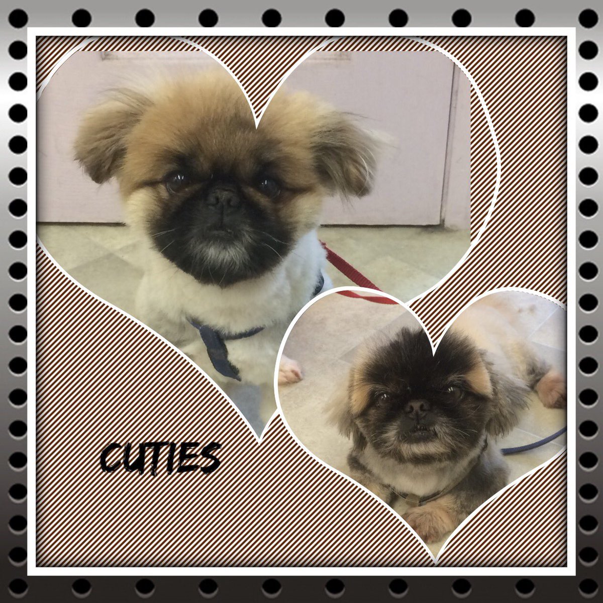 shampooch_k9's tweet photo. #cuties #justlove 
After a busy few days......a day off tomorrow for #crufts  🙂 https://t.co/tTzhPLhhdB