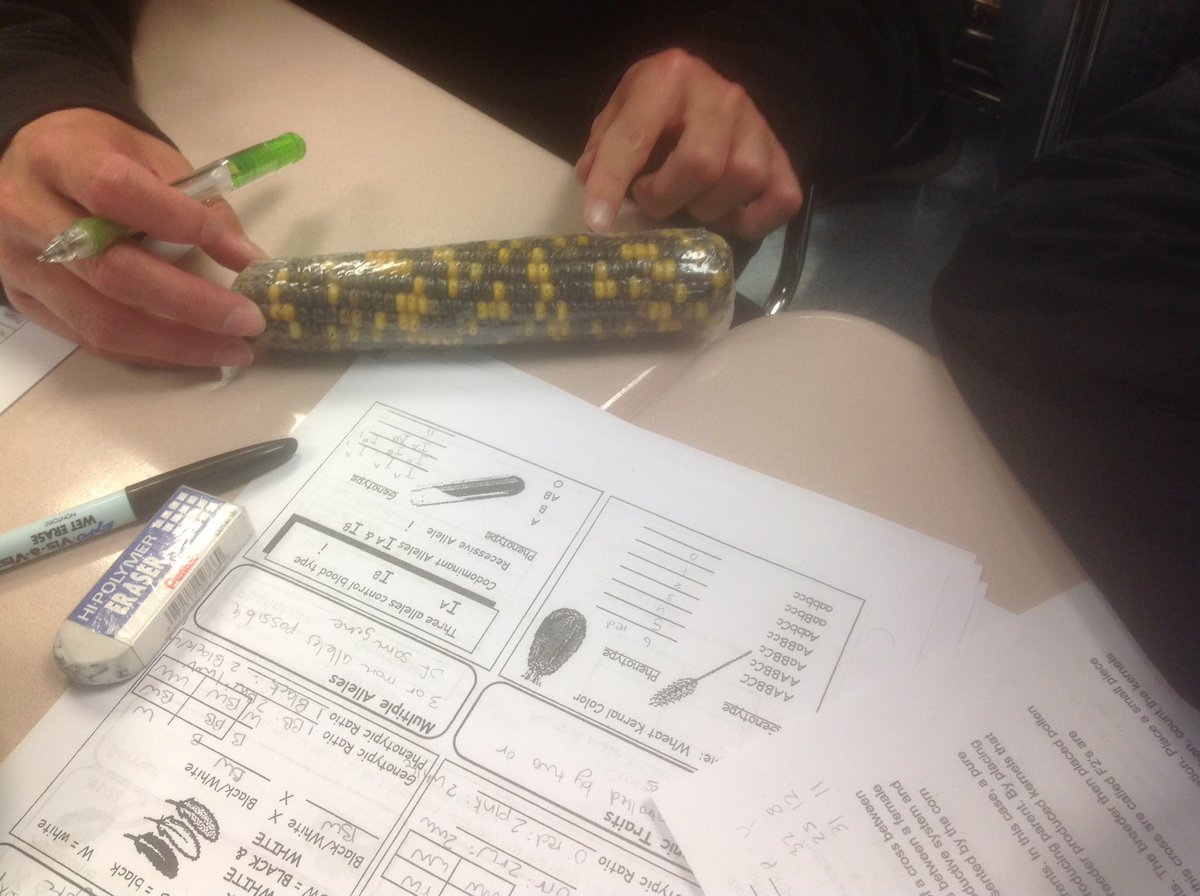 LynbrookBiology's tweet photo. Genetic Corn in Biology...Next week Fruit Flies.  #lynbrookhs https://t.co/Pt7qsyk7T9
