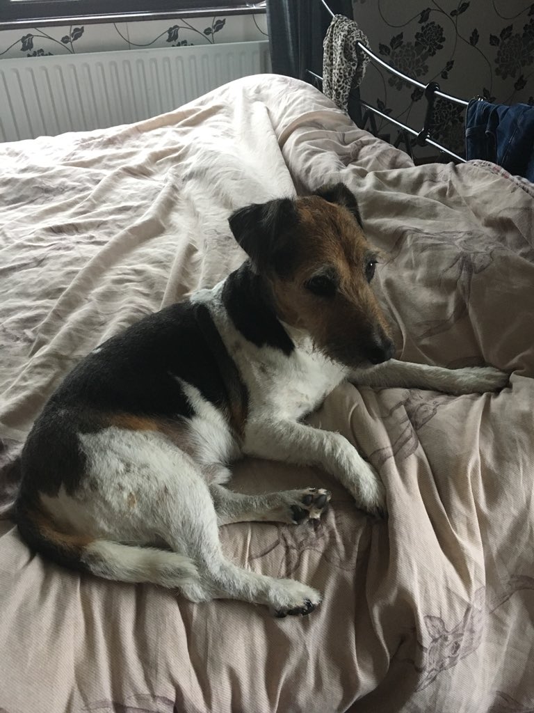 James_JW_okey's tweet photo. MEET MY DOG https://t.co/TyJcyKPvhr via @YouTube Does any one like Milo, if not is still likes you https://t.co/RN2yxCvYnm