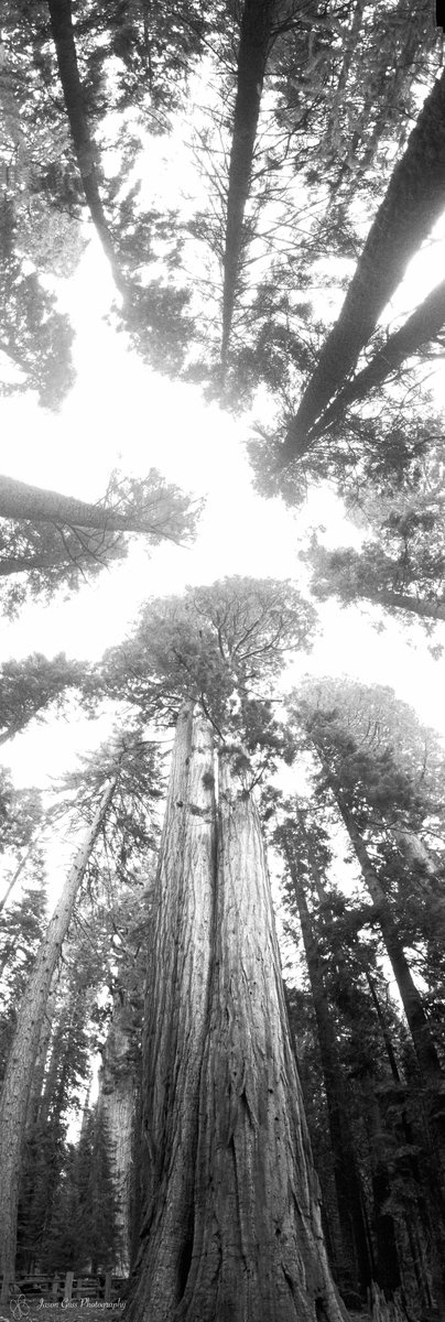 Ph_commDy's tweet photo. Sequoia National Park has the biggest trees on the planet! They range in age from 500 to 1500 years old! Caution though, you will get a neck ache while there cause you can't stop looking up 😜 #NationalGeographic #cornellengcomm https://t.co/pGSh27lDkx
