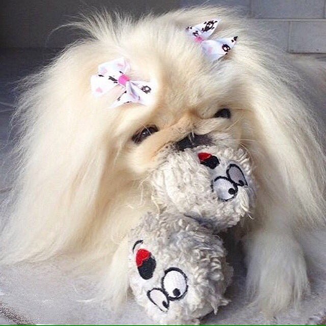 LilCaliGurl's tweet photo. #aggressivepossessive ⁉ I bring you a toy az a offer-n of lub, and I put up a fight when you take it #icantexplainit
.
.
.
#ilovemystinkyball
#pleasedontwashit #stinkyball #caligurl #pekingese #doglife #dogslife #dogtoy #flatfacedog #squishyface #throughadogseyes https://t.co/74rQVmPTbz