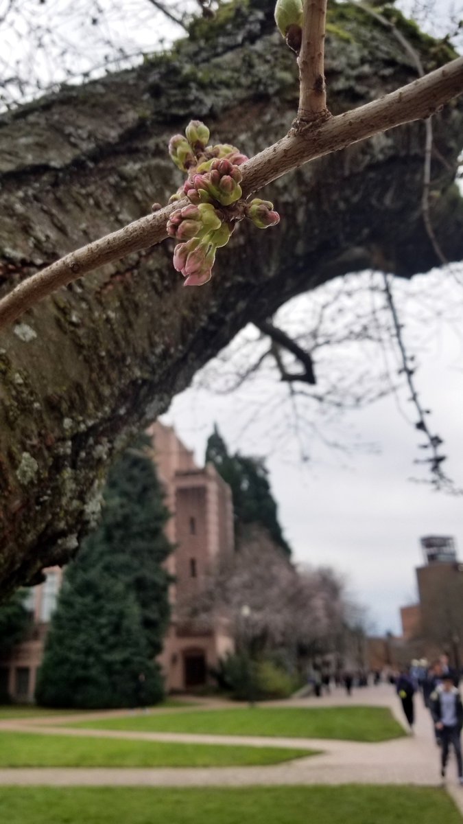 UW News (@uwnews) on Twitter photo The <a href="/UW/">University of Washington</a> cherry blossoms are in "stage 2" of their blooming process, meaning we're on track to be in full bloom in the middle of Spring Break (March 19-23)!
washington.edu/news/2018/02/2… <a href="/uwcherryblossom/">UW Cherry Blossoms</a> The <a href="/UW/">University of Washington</a> cherry blossoms are in "stage 2" of their blooming process, meaning we're on track to be in full bloom in the middle of Spring Break (March 19-23)!
washington.edu/news/2018/02/2… <a href="/uwcherryblossom/">UW Cherry Blossoms</a>