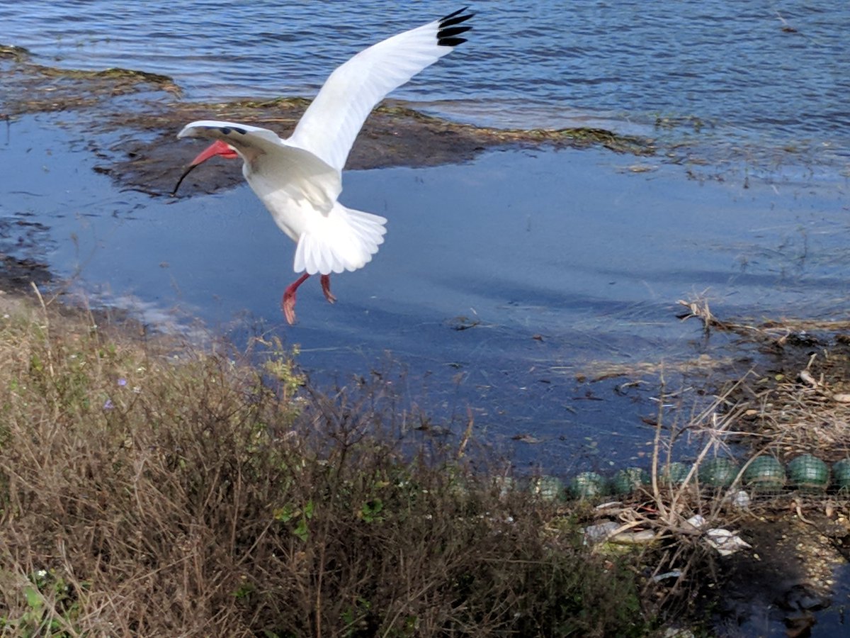 #shorebird landing #BellevueLake #WrightPark #Clearwater #Florida