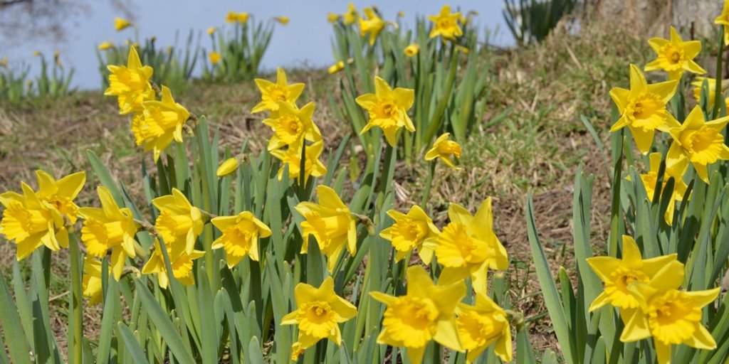 Hello Spring! In late fall, #VanParkBoard gardeners planted 30,000 Rynveld Early Sensation Daffodils in the grassy banks along the seawall between the Inukshuk and Jervis Street. These early blooming daffs are the most common variety &amp; will multiply year after year!