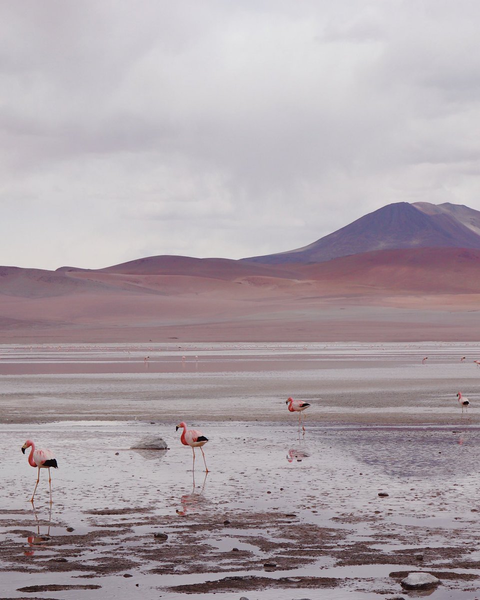 thetraveltwo's tweet photo. Laguna Colorado, a bright pink flamingo filled lake high in the Boliviano altiplano 🌸 https://t.co/LyovrKJcx9