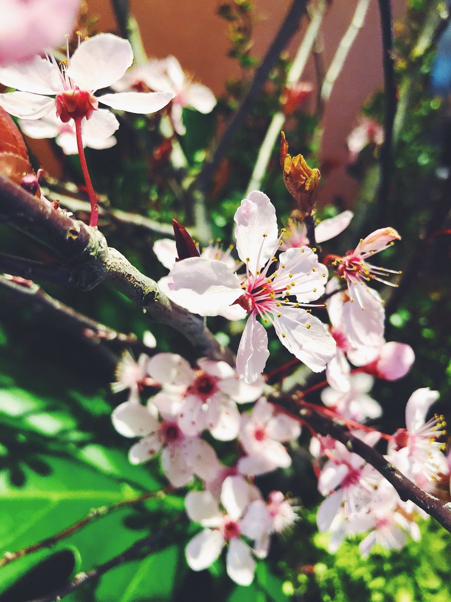 SnapWashington's tweet photo. Soon! #CherryBlossomDC https://t.co/sW5co6PmQp