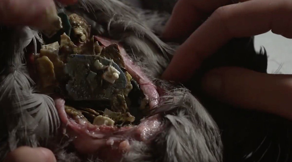 FordUpdate's tweet image. Bird died full of plastic youtube.com/watch?v=ju_2Nu…