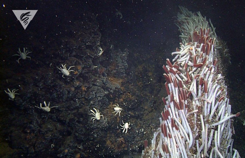 MBARI_News's tweet photo. Clumps of giant tubeworms (Riftia pachyptila) are an example of a species that is specially adapted to the extreme hydrothermal vent ecosystem. https://t.co/a5KTkQvoxm #WormWeek #WormWednesday https://t.co/SljXvCgDVD