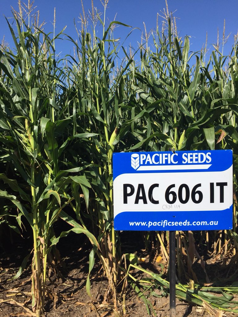 RPAgronomy's tweet photo. Just about all set for the #Rodwells corn field day with @Lallemand
#growwithpacs π½π https://t.co/kewBM2okdU