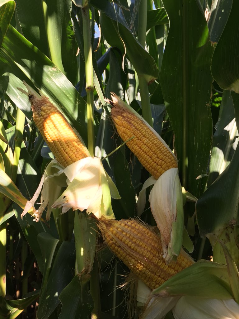 RPAgronomy's tweet photo. Just about all set for the #Rodwells corn field day with @Lallemand
#growwithpacs π½π https://t.co/kewBM2okdU