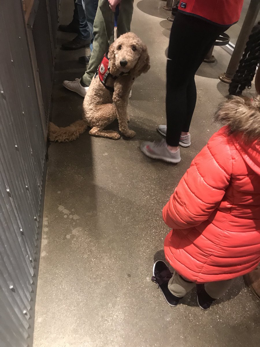 maaddi_v's tweet photo. If service dogs aren’t meant to be pet then why are they so cute https://t.co/VcpznyT1FA