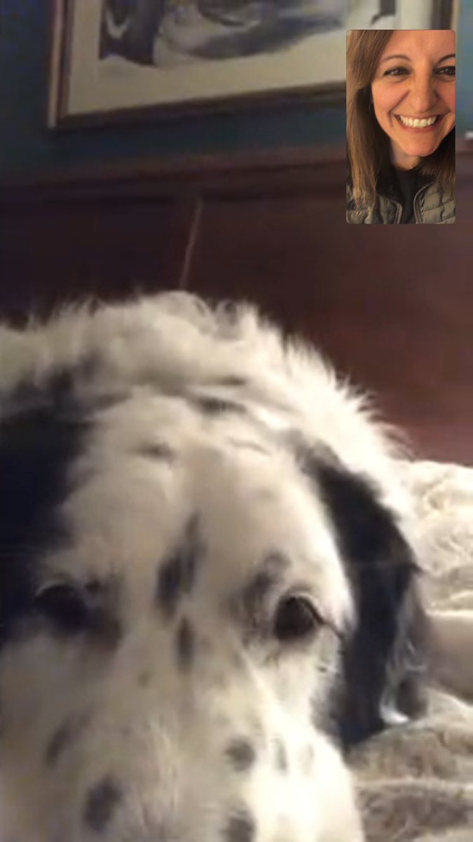 KristaBower411's tweet photo. I love FaceTiming my dog when I am away on business travel. ❤️ He really gets me. 🤣🤣 #bestfriends #missmydog https://t.co/AKKsmXqskA