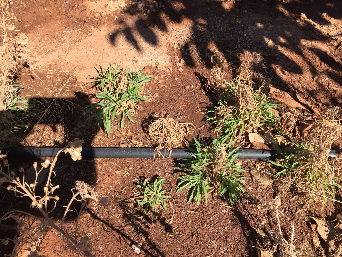 HortApplication's tweet image. Might need a #HerbicideResistance test, #Fleabane , also need to also look at application practices #CoverageIsKey #HitHardHitEarly and #HerbicideMoARotation