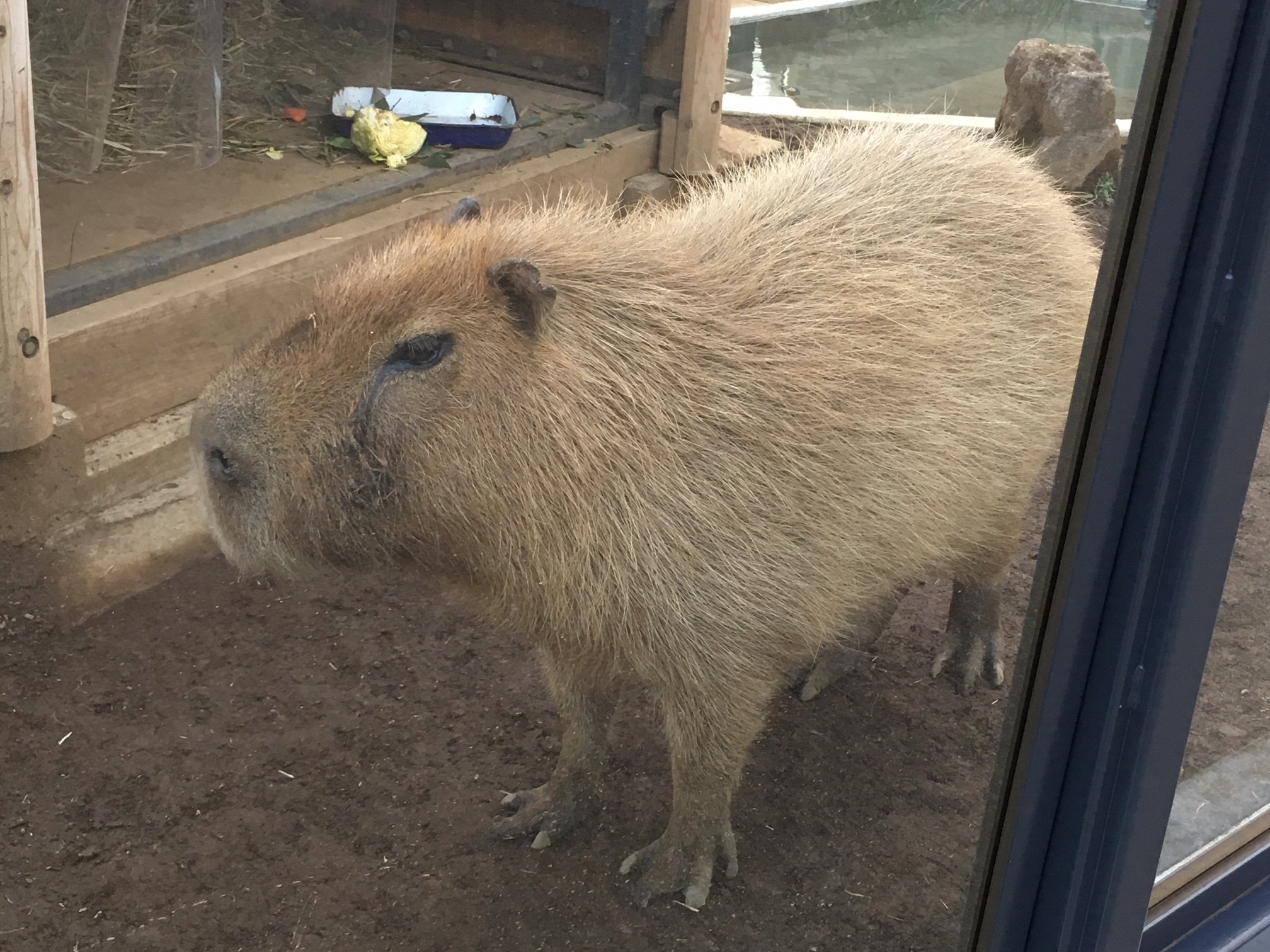 上野動物園 公式 Twitterissa 動物園の一コマ 勇ましく立つカピバラ 上野動物園開園中 上野動物園 公式 Twitterissa 動物園の一コマ 勇ましく立つカピバラ 上野動物園開園中