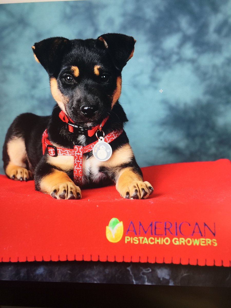 Gageandi's tweet photo. Sorry we couldnt make it this year. Hope you all are having a great time!  Bruno is a big fan of APG!  #APGPOWER18 https://t.co/cI2Lctl1S8