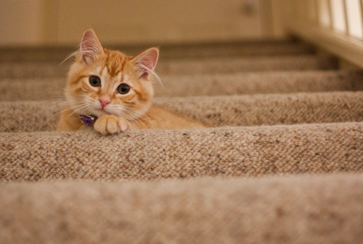 EnviroCareOC's tweet photo. Sometimes our favorite furry friends bring different types of pests into the home such as fleas. Maintaining a clean yard, and keeping your pets and indoor furniture clean are good ways to avoid these potential problems. https://t.co/iTA67Z3atf