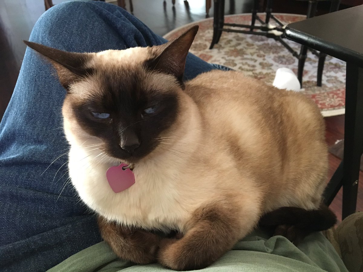 theYummyCat's tweet photo. I am *the* good girl around here. https://t.co/sVG9GgHyGE