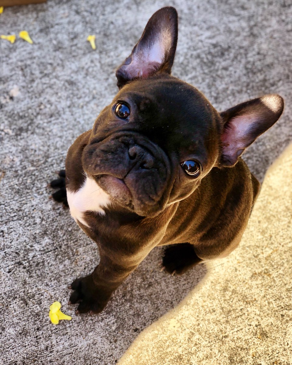 Soaking in dat sunset! ☀️🤘🏼
.
.
.
.
.
#frenchbulldog #frenchie #frenchiesofinstagram #frenchy #bulldog #bulldogs #frenchbulldogs #frenchbulldogpuppy #puppy #puppies #dog #dogs #bape #bapemask #supreme #louisvuitton #gucci #hypebeast #hypebeaststyle #dogsofyoutube #youtube