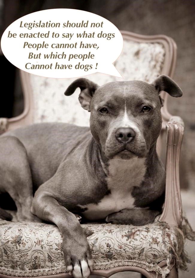 JustinJmanKelly's tweet photo. #NoToBill128 #NoBSL #NonLSR #CoiteuxOUT #CouillardOUT #Montrealed #PolMTL #PolQC https://t.co/OEK2CGNn1s