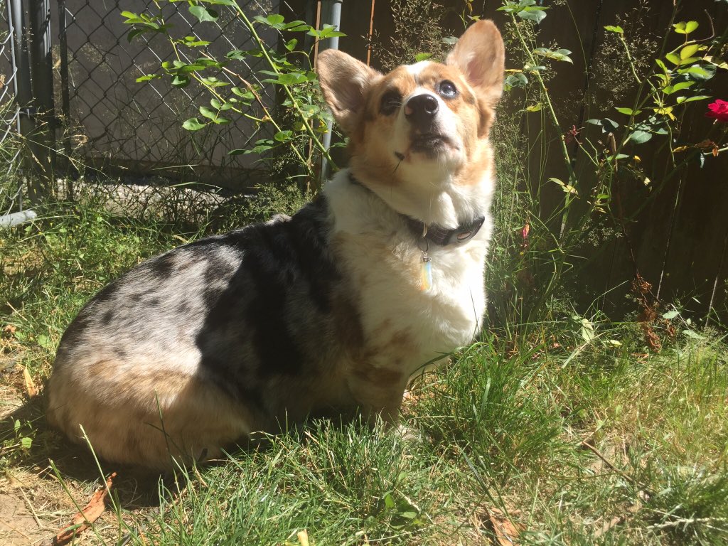 ilovecorgis's tweet photo. 💕⭐️🐾You so fucking precious when you smile 💕😭🐾
#RipJupiter https://t.co/QHlT2auMGN