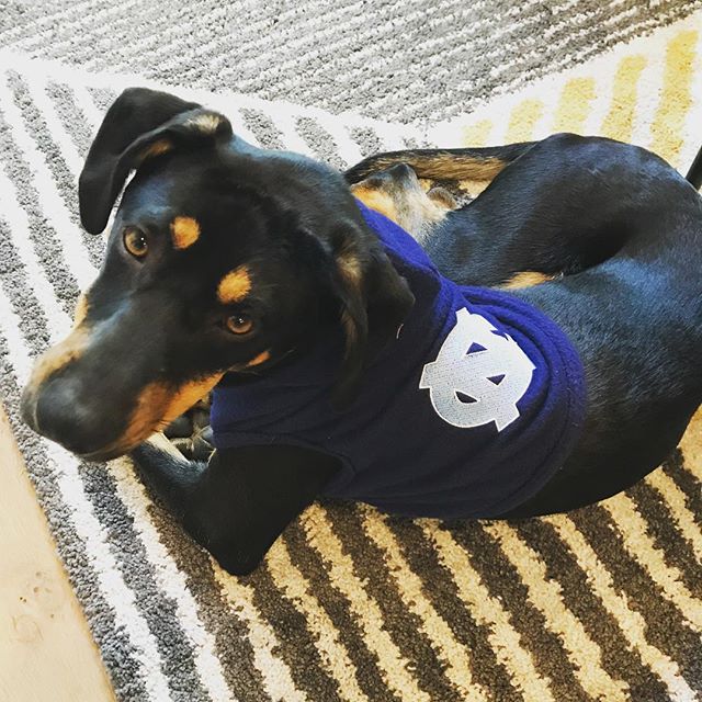 UNC's tweet photo. Puppy eyes. Full Heart. Carolina blue. 💙#BarktheSound

(Via banksthegoldenretriever and marcuspaigethedog on Instagram) https://t.co/Dnkz4JGy7J