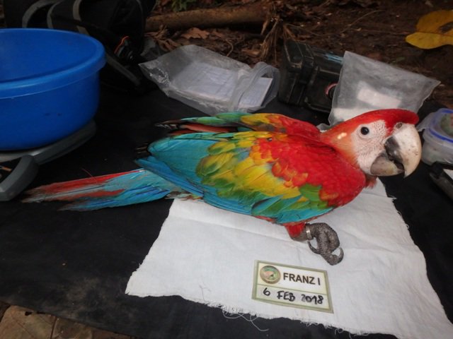 red, yellow, and blue feathered adult macaw on ground