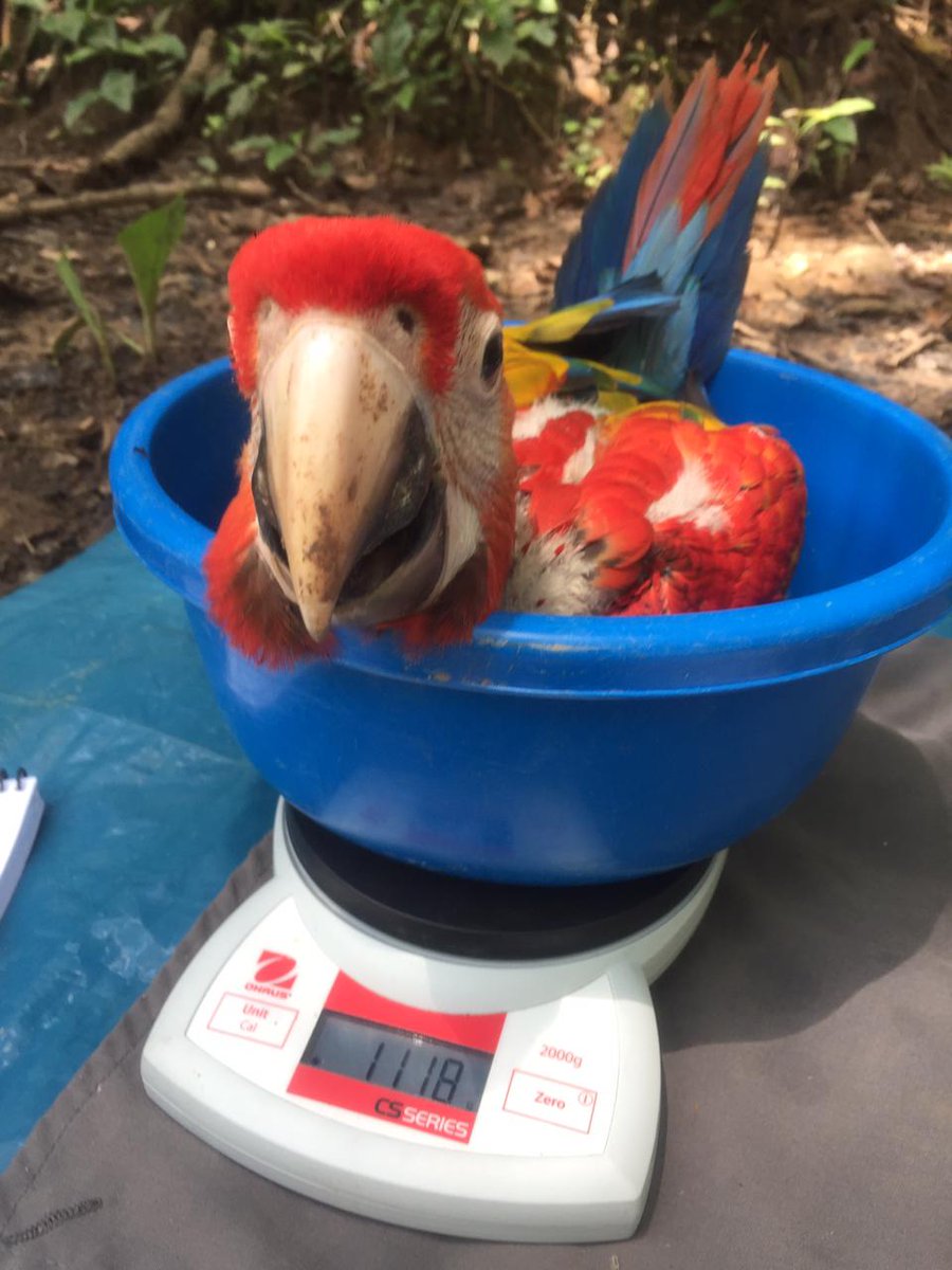 adult scarlet macaw on scale for measurement looking at camera