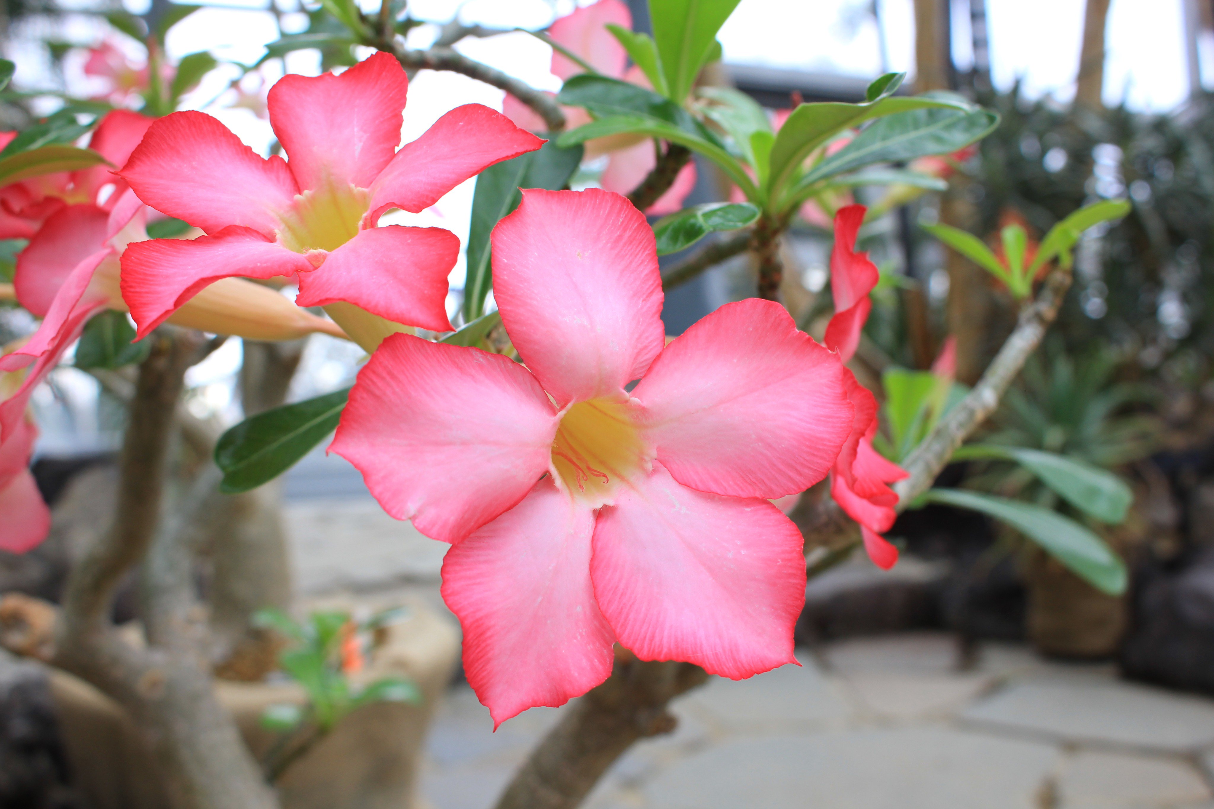 咲くやこの花館 只今 乾燥地植物室では アデニウム オベスム が開花中 茎が肥大し 自生地では 高さが５ｍ程になる塊根植物です 鮮やかなピンク色の花は 砂漠のバラ と呼ばれ親しまれていますよ 咲くやこの花館 砂漠のバラ アデニウム