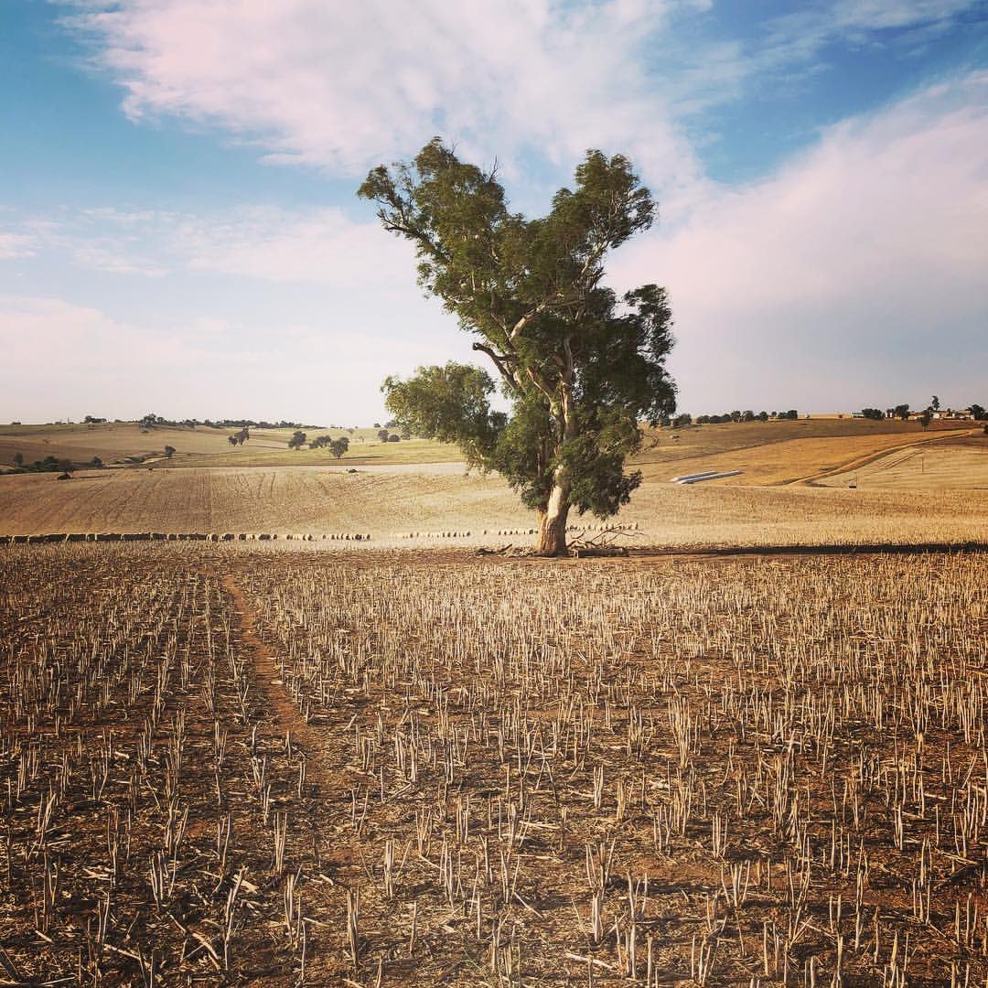 HilltopsRegion's tweet photo. 4 of our favourite #HilltopsRegion Instagrams
* Follow https://t.co/nVYxpqqd5Y
* Like your favourite images 
* Share your #HilltopsRegion adventures 
* Don't forget to add your location #NewSouthWales #VisitCanberra #CBRregion https://t.co/FehtDPqzyK