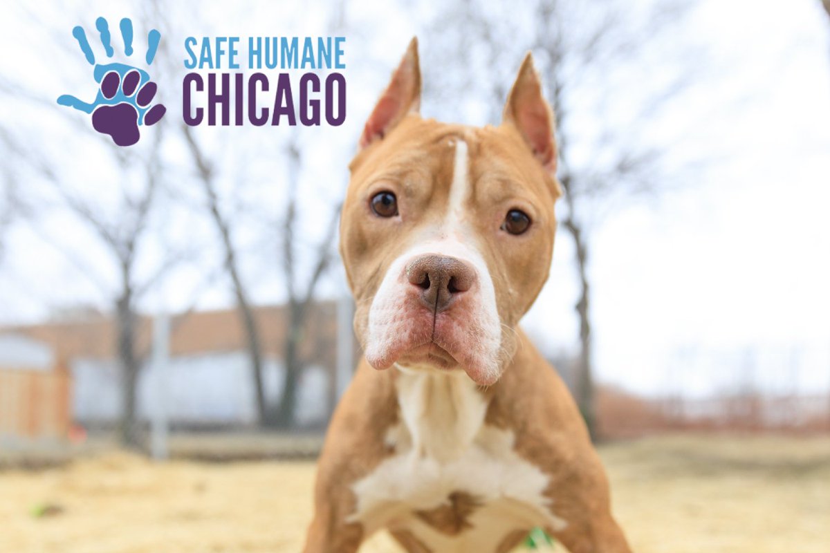 SafeHumane's tweet photo. Can't you just come get a #CourtCaseDog, #PlaygroupDog, #MannersClassDog, #LifetimeBondsDog, #VALORdog, #In-KennelEnrichmentDog? Oh.... That’s all the dogs when you put them all in one CACC bucket. The shelter is full of good dogs. #ChicagoACC #SafeHumane #adopt #foster #share https://t.co/EwZrt4aIig