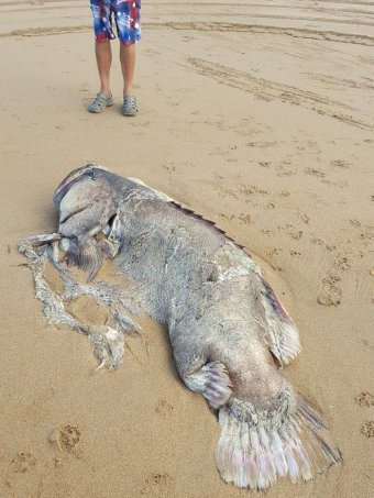 abcsydney's tweet image. Yikes! A 150kg mystery fish was found washed up on a Queensland beach. ab.co/2I9JcSF