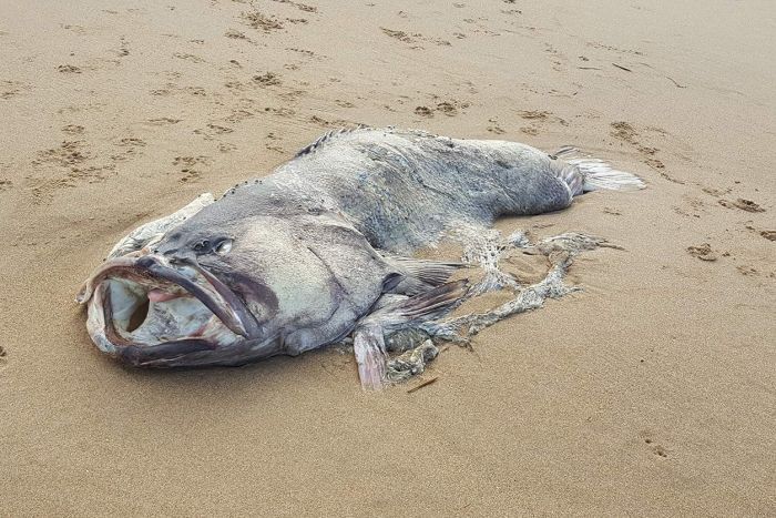 Yikes! A 150kg mystery fish was found washed up on a Queensland beach. ab.co/2I9JcSF