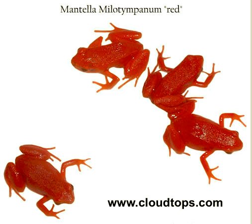 DartFrogKing's tweet photo. Mantella milotympanum "red" is another rare color form. These are one of the smaller species of Mantella.

As with most frogs, breeding activity can be stimulated by frequent misting

#Mantellas #Frogs #rana #frøen #kikker #groda #лягушка #grenouille

https://t.co/TBb5t6lDA7 https://t.co/IHLGqUGc1L
