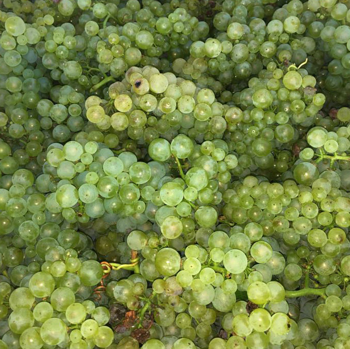 PaulCluverWines's tweet photo. Beautiful #Chardonnay coming into the cellar this morning - these VIP grapes are destined for either our flagship #SevenFlags or @CapeWinemakersG #TheWagonTrail, depending on what Andries has in mind!
#Harvest2018 #ElginMagic #CWGMember #CWGAuction https://t.co/B9YywsweMZ
