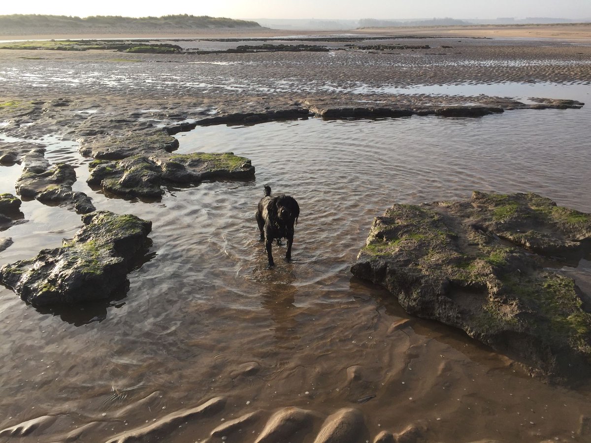 Dog & family friendly selfcatering holiday cottages in North Norfolk #holiday #dog #woof Book Now 🐾 bit.ly/2lUbzLA @dogfriendlyinfo @BookHolsDirect @DogsAdored @2posh2pitch @ministryofdog @foralldogkind #thepetbiz #dogbiz #woof