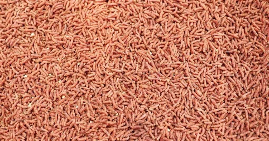 4entoFEED's tweet photo. Insect meal gains US fish feed approval | The Fish Site https://t.co/QTZgMA6S9g https://t.co/xonDrMCfOy