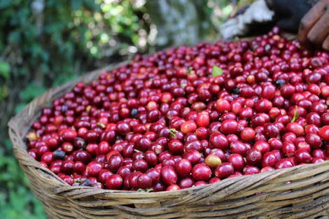 ILipzar's tweet photo. #Prukades Kopi Arabica Toraja Sapan. Penandatanganan MOU Wabup Toraja Utara dgn Mitra di JCC dihadiri Wapres
@jokowi
@EkoSandjojo
@anwsanusi 
@taufikmadjid71 @fachrilabalado 
@P3MDTorajaUtara
@kopitorajasapan
#TPPISulsel 
#TorajaUtara https://t.co/9svsydxD7C https://t.co/TmoEhmXfZ3