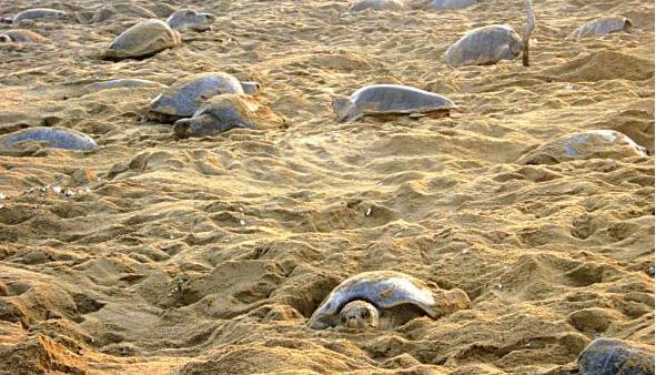 Sambad_English's tweet image. #MassNesting of #OliveRidley turtles begins at #Odisha’s #Gahirmatha. Read: bit.ly/2G76qI8