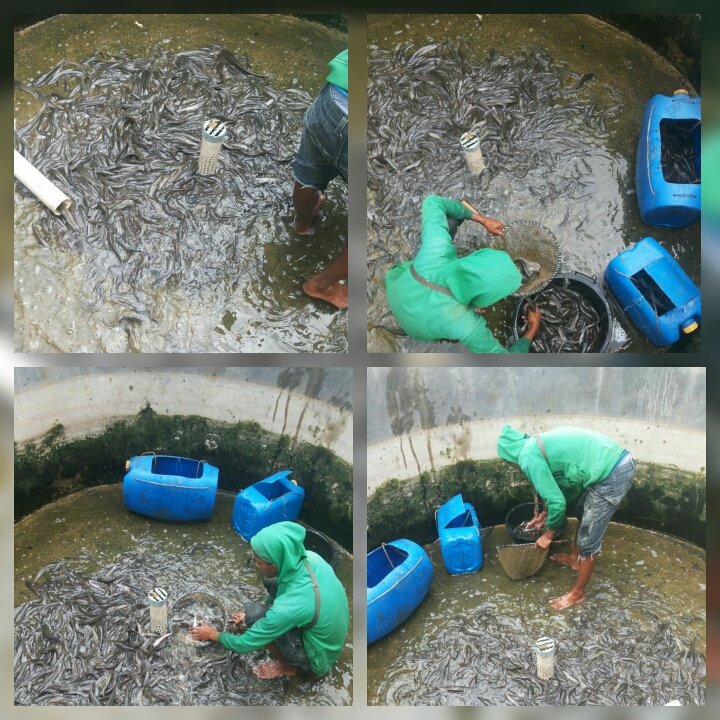 cattelya3's tweet photo. Ppb kab.kuningan, siap angkut..(panen hari ini 200 kg,Rp. 20.000 /kg)@fisheris_ @dpp_ipkani @BudidayaKKP @puslatluhkp https://t.co/SWsqsZQV4v