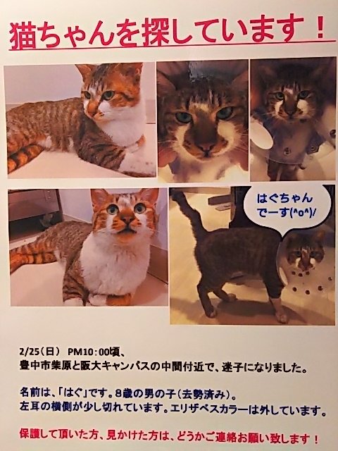 catcafe_calm's tweet photo. ※迷子猫さん・拡散希望※
2/25夜10時頃、豊中市柴原と阪大キャンパス中間付近で迷子になったそうです。
情報は『猫cafe calm』までお願いいたします。
06(6868)9337
catcafe-calm@hb.tp1.jp
※ポスターの画像、右側の方が近い色味だそうです。 https://t.co/e67JHOYOQq