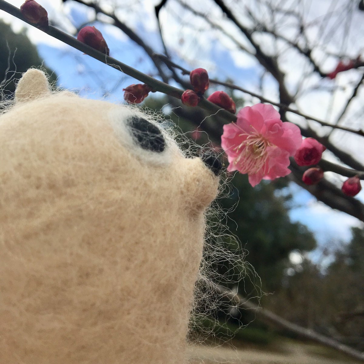 coatibreak's tweet photo. 紅梅も見つけた！最近近所でもたくさんお花が咲いてるのを見かけるからハッピーな気持ちになる���！

#梅 #うめ #梅の花 #四季 #お散歩 #花 #コーティーブレイク #休憩中 #休憩 #ブレイクタイム #ひと息 #ゆるキャラ #コーティー https://t.co/3HnwqeJALi