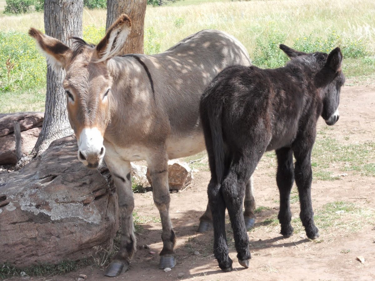 Mules of Custer South Dakota