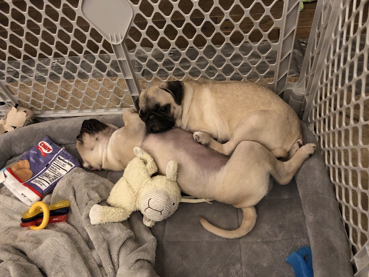 gillypancakepug's tweet photo. Night night, friends! #puglife #cuddlepugs https://t.co/TrFjTKkfbG