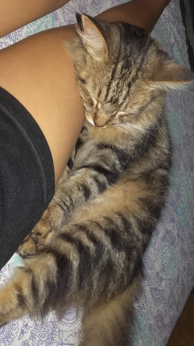 Barby_WY's tweet image. Mi bebé me usa de almohada pero no sabe que pesa bastante 👀
Mi gordo peludo hermoso 😍
#Veguetta