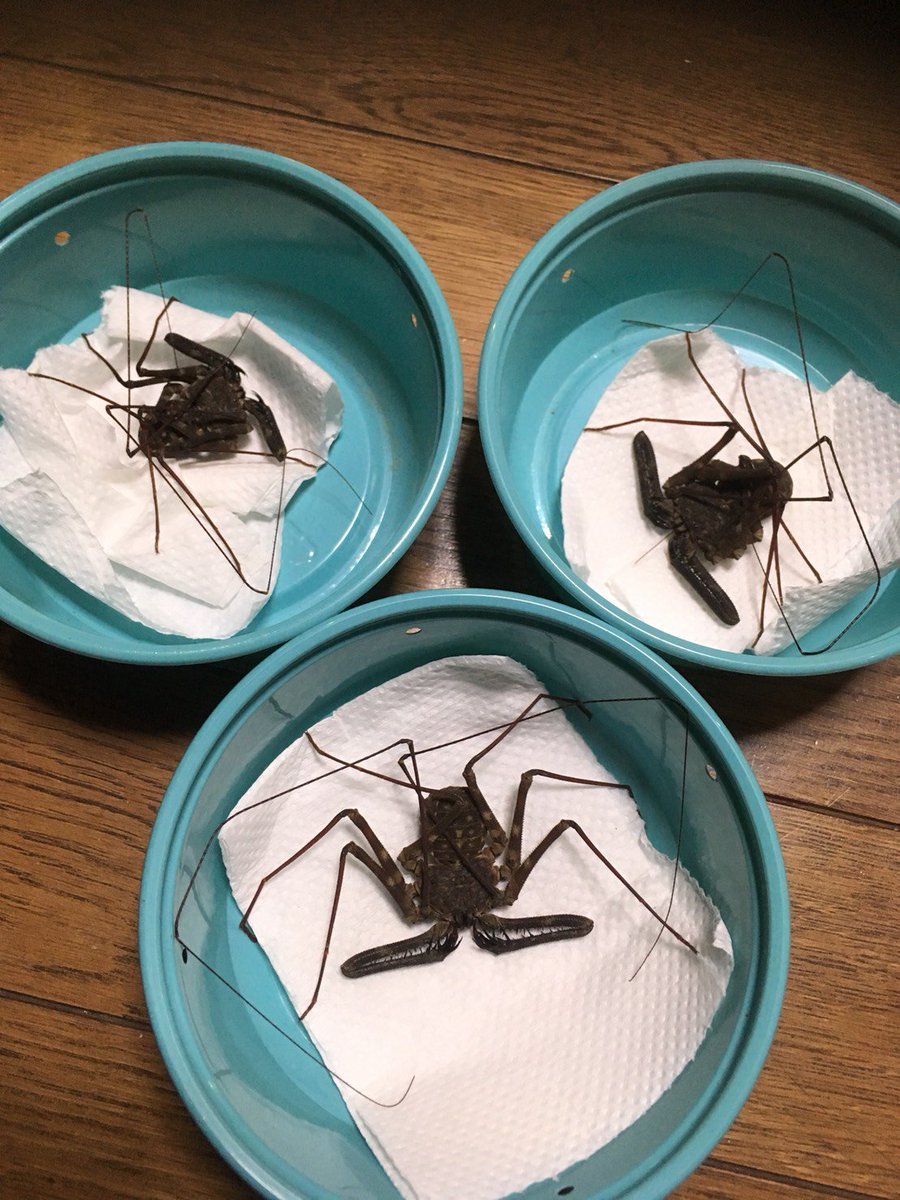 ジャングルプラネット逆鱗 新店舗準備中 奇蟲が入荷いたしました 世界三大奇蟲のひとつとして知られているウデムシ 7800円 今回は なんと の抱卵個体のみです 丈夫で飼育容易なアジアンフォレストスコーピオン チャグロサソリ 1480円 こちら