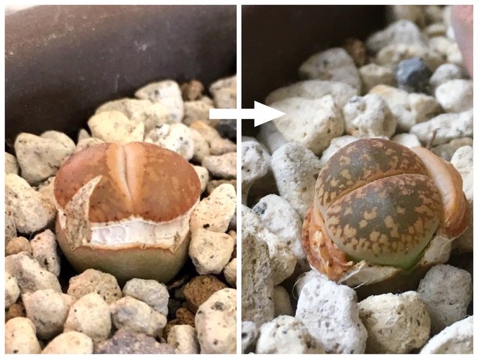 リトープスのtwitterイラスト検索結果 古い順