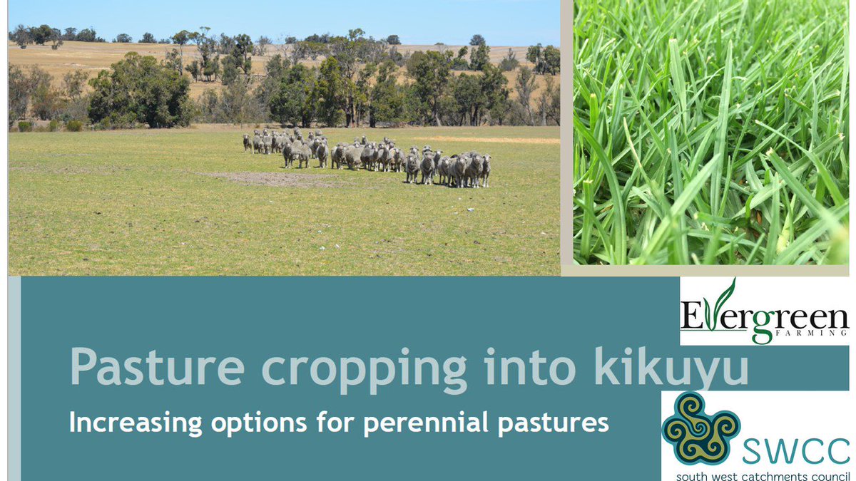 ag_southwestnrm's tweet photo. Did you know you can pasture crop into kikuyu on poorer sands? Case study from @ShowUsYourGrass at #Woolarama Ag Shed, Fri &amp; Sat https://t.co/8vbt3VfuB3