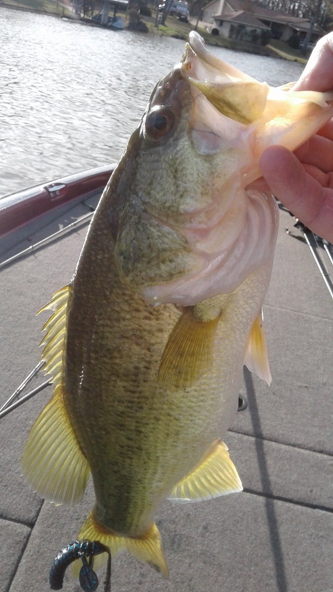 jthobbs210's tweet photo. Those ugly otters sure do produce! @gamblerlures #uglyotter #bassfishing https://t.co/EfQ5IFt6hC
